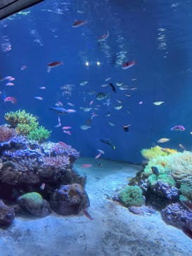 伊豆・三津シーパラダイスに投稿された画像（2025/6/15）