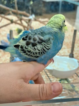 いきもの探検隊湘南に投稿された画像（2025/6/15）