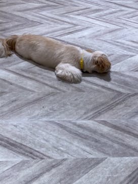 いぬカフェRio 池袋店に投稿された画像（2025/6/15）