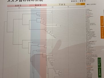 特別展「鳥～ゲノム解析が解き明かす新しい鳥類の系統～」に投稿された画像（2025/6/15）
