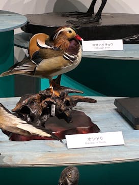 特別展「鳥～ゲノム解析が解き明かす新しい鳥類の系統～」に投稿された画像（2025/6/15）