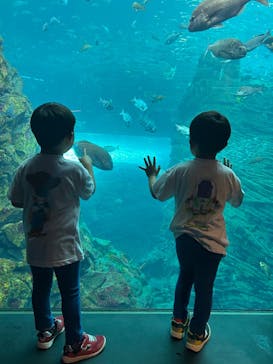 上越市立水族博物館 うみがたりに投稿された画像（2025/6/15）