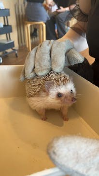 Moff animal cafe 小田原ダイナシティ店に投稿された画像（2025/6/15）