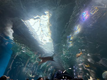 マクセル アクアパーク品川に投稿された画像（2025/6/15）