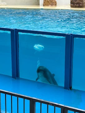 伊豆・三津シーパラダイスに投稿された画像（2025/6/15）