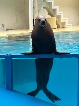 伊豆・三津シーパラダイスに投稿された画像（2025/6/15）