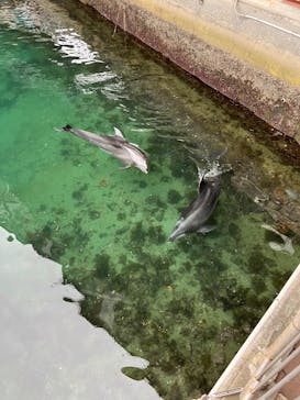 伊豆・三津シーパラダイスに投稿された画像（2025/6/15）
