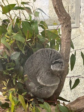 淡路ファームパーク イングランドの丘に投稿された画像（2025/6/15）