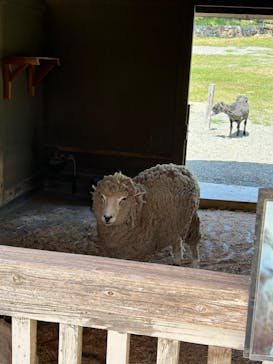 淡路ファームパーク イングランドの丘に投稿された画像（2025/6/15）