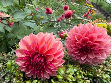 修善寺虹の郷に投稿された画像（2025/6/15）