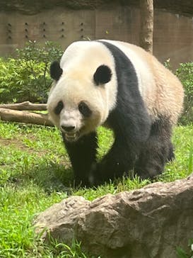 恩賜上野動物園に投稿された画像（2025/6/15）