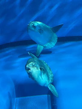 アクアワールド茨城県大洗水族館に投稿された画像（2025/6/15）