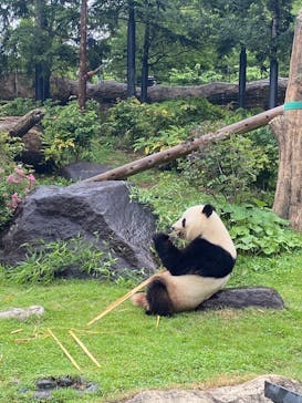 恩賜上野動物園に投稿された画像（2025/6/15）
