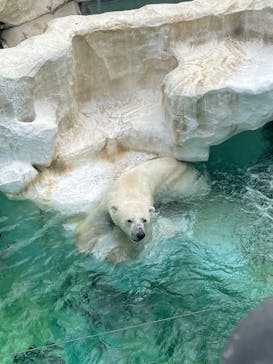 恩賜上野動物園に投稿された画像（2025/6/15）