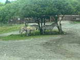 秋吉台自然動物公園 サファリランドに投稿された画像（2025/6/16）