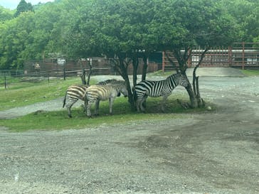 秋吉台自然動物公園 サファリランドに投稿された画像（2025/6/15）
