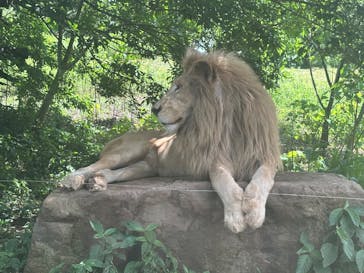 秋吉台自然動物公園 サファリランドに投稿された画像（2025/6/15）