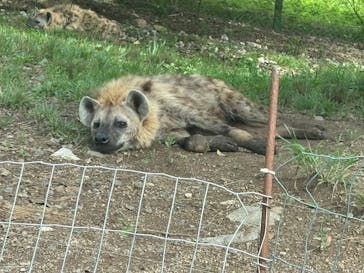 秋吉台自然動物公園 サファリランドに投稿された画像（2025/6/15）