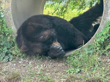 秋吉台自然動物公園 サファリランドに投稿された画像（2025/6/15）