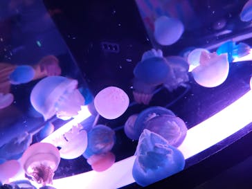 マクセル アクアパーク品川に投稿された画像（2025/6/15）