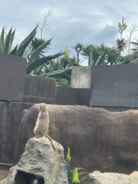 伊豆シャボテン動物公園に投稿された画像（2025/6/15）