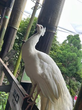 伊豆シャボテン動物公園に投稿された画像（2025/6/15）