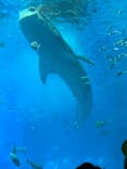 沖縄美ら海水族館に投稿された画像（2025/6/16）