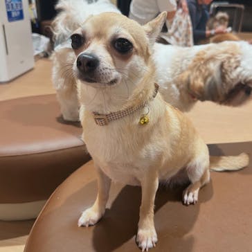 ぶさかわcafe 京都河原町店に投稿された画像（2025/6/16）