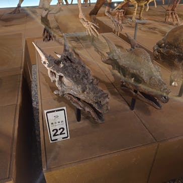 福井県立恐竜博物館に投稿された画像（2025/6/16）