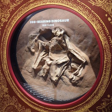 福井県立恐竜博物館に投稿された画像（2025/6/16）