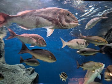 マリンワールド海の中道に投稿された画像（2025/6/16）