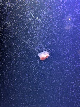 マリンワールド海の中道に投稿された画像（2025/6/16）