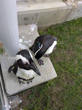 マリンワールド海の中道に投稿された画像（2025/6/16）