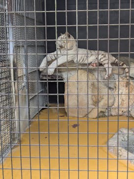 秋吉台自然動物公園 サファリランドに投稿された画像（2025/6/16）