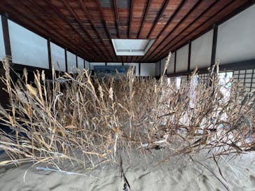 元離宮二条城に投稿された画像（2025/6/16）