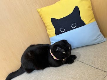 Cat Café MOFF 静岡PARCO店に投稿された画像（2025/6/16）
