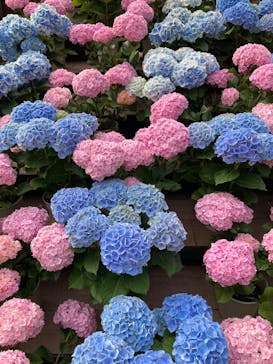 ムーミンバレーパークに投稿された画像（2025/6/16）