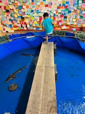 いきもの探検隊湘南に投稿された画像（2025/6/16）