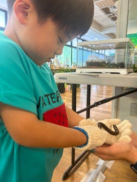 いきもの探検隊湘南に投稿された画像（2025/6/16）