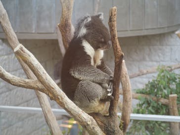 淡路ファームパーク イングランドの丘に投稿された画像（2025/6/16）