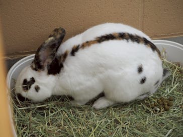 淡路ファームパーク イングランドの丘に投稿された画像（2025/6/16）