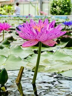 掛川花鳥園に投稿された画像（2025/6/16）