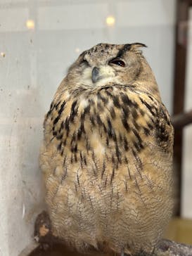 掛川花鳥園に投稿された画像（2025/6/16）