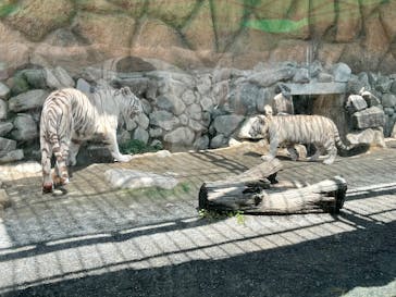 東武動物公園に投稿された画像（2025/6/16）