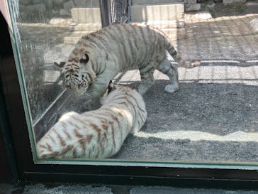 東武動物公園に投稿された画像（2025/6/16）