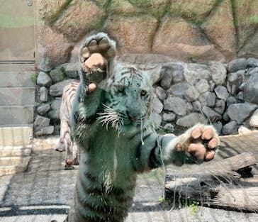 東武動物公園に投稿された画像（2025/6/16）