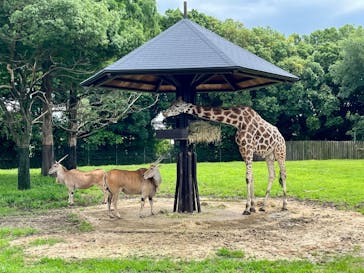 東武動物公園に投稿された画像（2025/6/16）