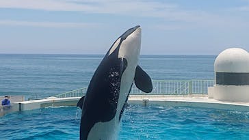 鴨川シーワールドに投稿された画像（2025/6/16）