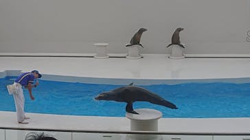 鴨川シーワールドに投稿された画像（2025/6/16）