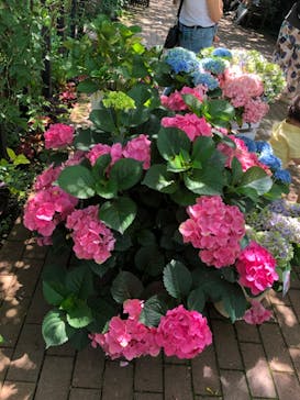 横浜イングリッシュガーデンに投稿された画像（2025/6/16）